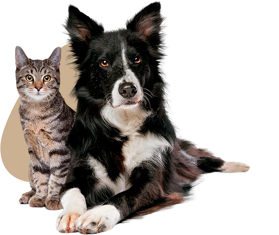 Tous les chiens et chats sont bienvenus
